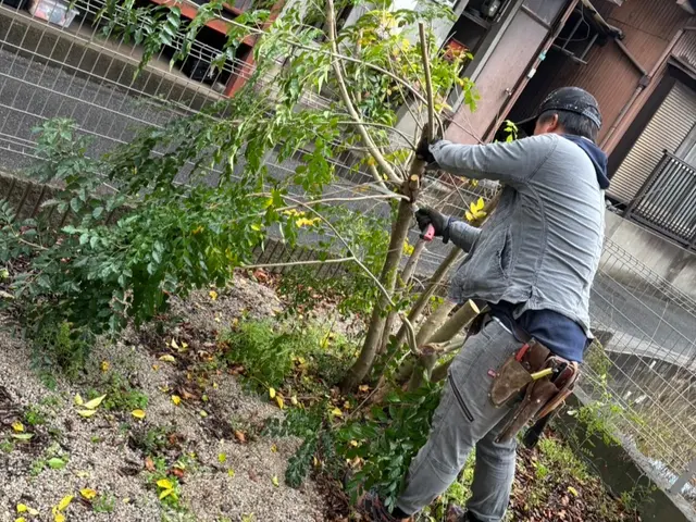 無くしたい木や縮めたい木があればご相談下さい！サービスの画像