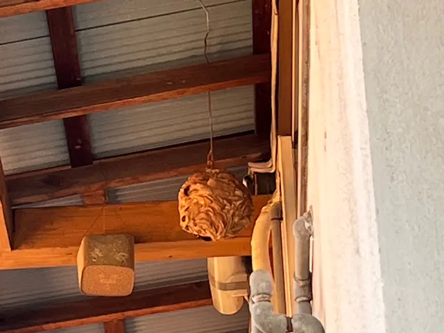 巣を見つけたらすぐご連絡下さい！★ 見積は無料ですサービスの画像