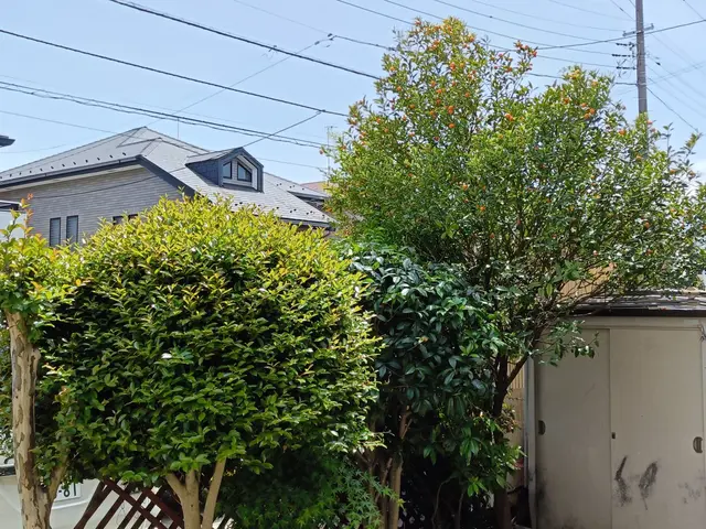 小さな庭木から数十メートルの高木まで丁寧に対応致します。各種資格実務経験ありますサービスの画像