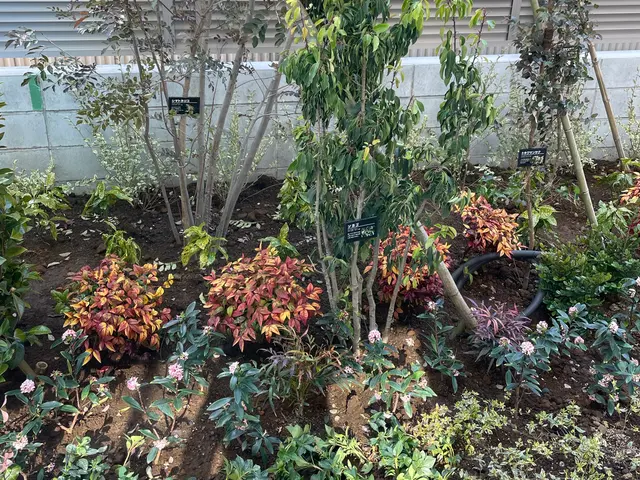 お庭に木を植えます！木の大きさや種類を打ち合わせして理想のお庭を目指しましょう！サービスの画像