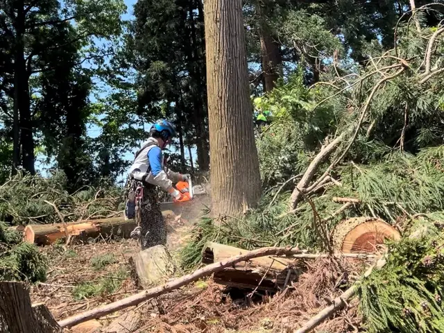 庭木の伐採サービスの画像