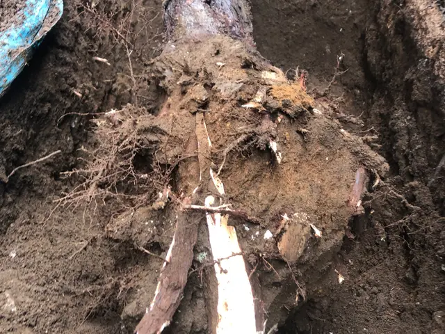 口コミ「他社から壊すと言われたブロックを残したまま、綺麗に抜根して頂けました！」サービスの画像