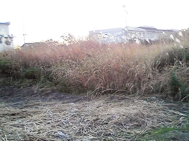 遊休地、耕作放棄地など平坦地の除草作業及び除草剤散布サービスの画像