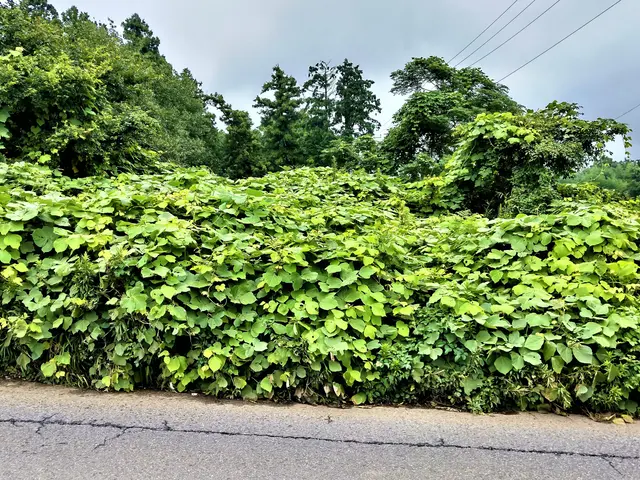 草刈まさお・大型ハンマーナイフモア・１時間で１０００㎡～なんて信じられます？サービスの画像