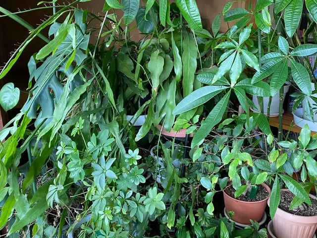 ご自宅の植物をまごころ込めて元気に！植物大好きな店長に是非お任せ下さい。サービスの画像