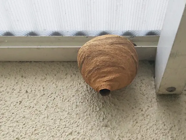 【蜂駆除歴5年！468件の実績あり・駐車場代当社負担】蜂の巣駆除サービスの画像