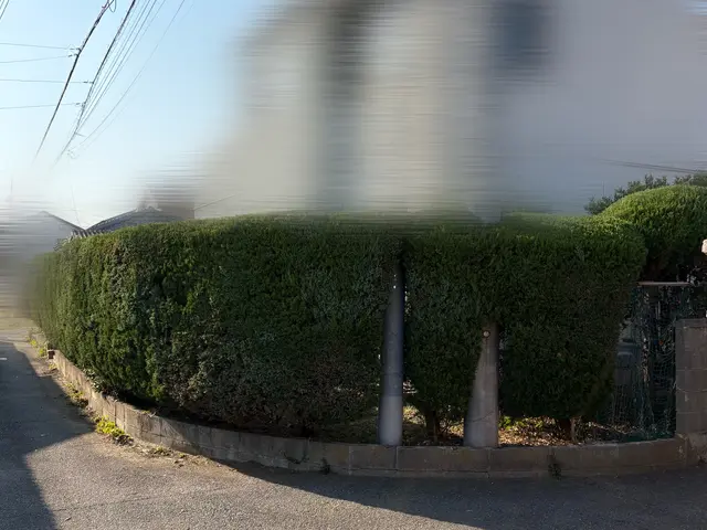 電動ヘッジトリマーで綺麗さっぱり整えます！サービスの画像