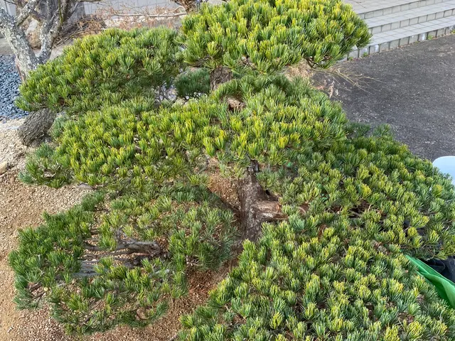 剪定、伐採、草刈り、綺麗で丁寧な仕事をさせていただきます！サービスの画像