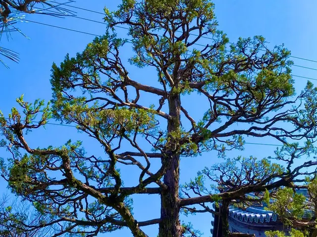 剪定、伐採、草刈り、綺麗で丁寧な仕事をさせていただきます！サービスの画像