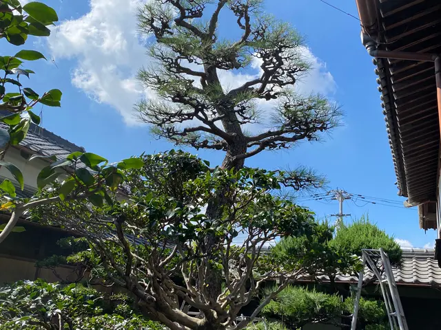 剪定、伐採、草刈り、綺麗で丁寧な仕事をさせていただきます！サービスの画像