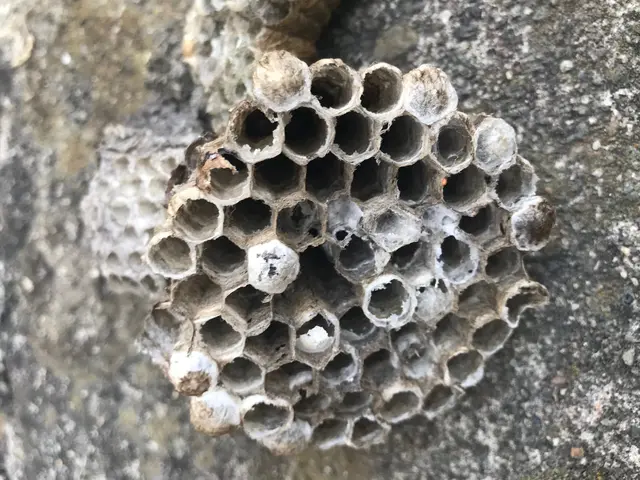 被害が出る前に！お任せください！緊急対応！安心価格！地元のお店が安心！サービスの画像