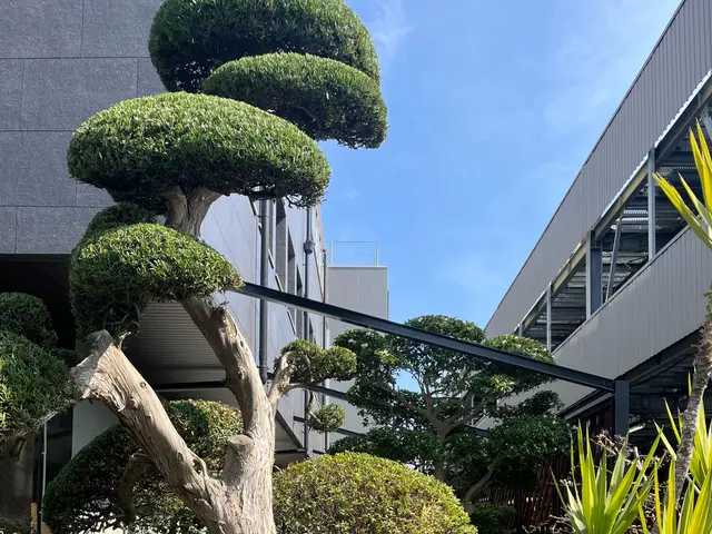 庭木のお困り事なら当店へ！サービスの画像