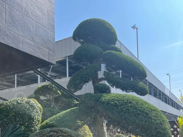 庭木のお困り事なら当店へ！サービスの画像