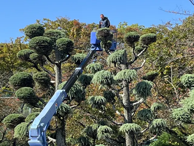庭木のお困り事なら当店へ！サービスの画像