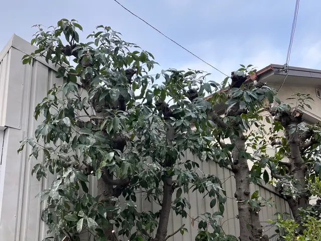 庭木のお困り事なら当店へ！サービスの画像