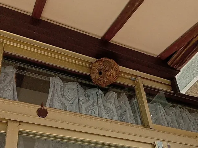 ただ今蜂の繁忙期！お困りの方は今すぐ連絡を！絶賛予約受付中です。サービスの画像