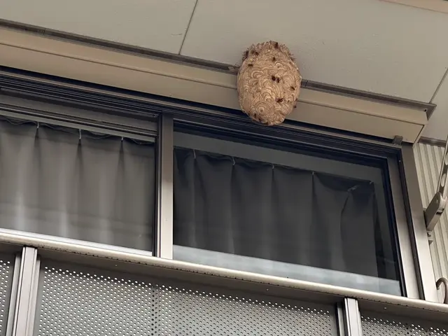 ただ今蜂の繁忙期！お困りの方は今すぐ連絡を！絶賛予約受付中です。サービスの画像