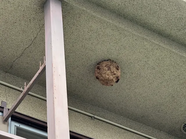 ただ今蜂の繁忙期！お困りの方は今すぐ連絡を！絶賛予約受付中です。サービスの画像