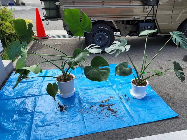 根腐れ防止に！【業歴14年】すべて自社対応◆損害保険加入済み◆◆大手経験有サービスの画像