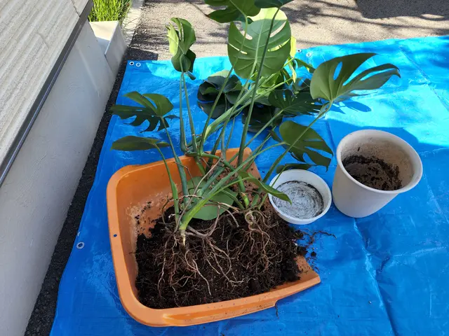 根腐れ防止に！【業歴14年】すべて自社対応◆損害保険加入済み◆◆大手経験有サービスの画像