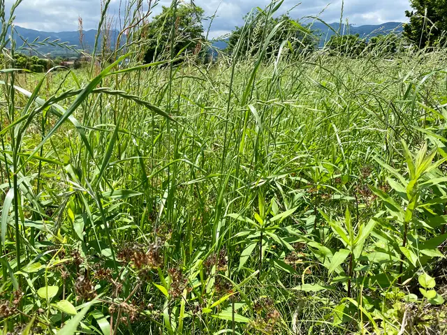 草丈1.2mまで追加料金なし◯大面積割引も◯お庭からお山まで◯女性スタッフ同行可サービスの画像