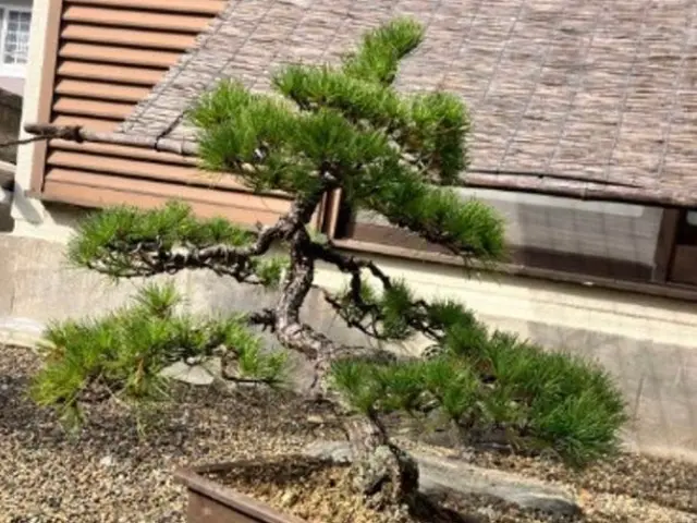 簡単な剪定、お庭掃除・草むしり、その他サービスの画像