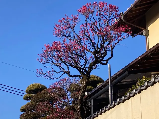 11年の実績と完全自社施工で安心の仕上がりをお約束しますサービスの画像