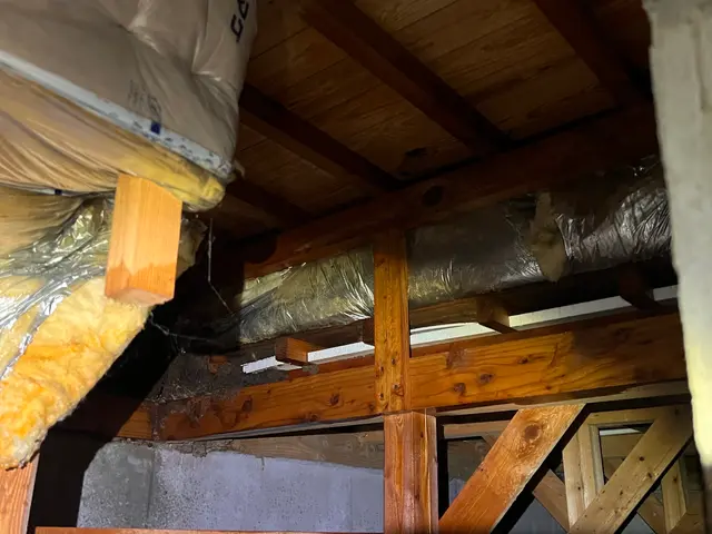 シロアリ　防除サービスの画像