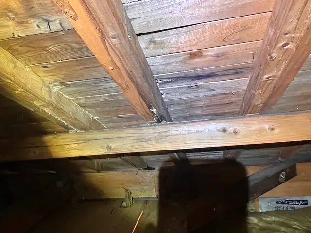 シロアリ　防除サービスの画像