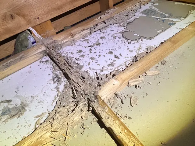 シロアリ　防除サービスの画像