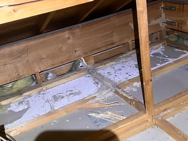 シロアリ　防除サービスの画像