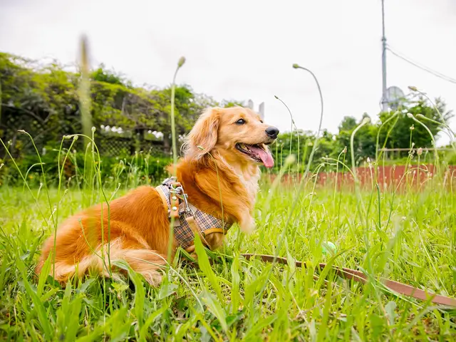 【0.1秒の表情を逃さない】愛犬の最高の瞬間を一生の宝物に