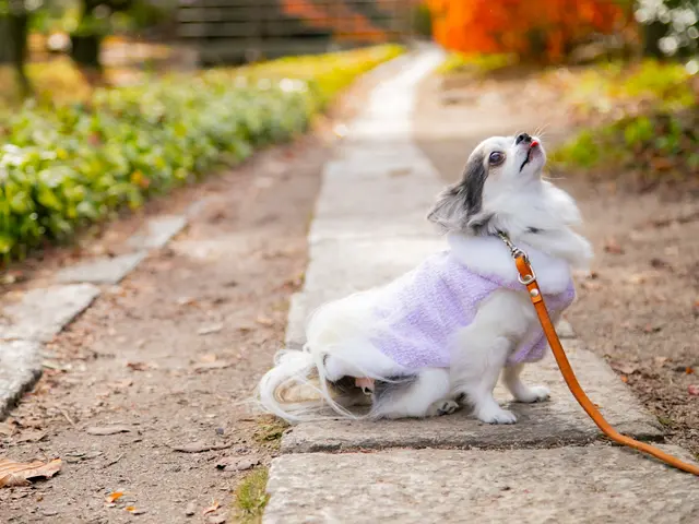 【0.1秒の表情を逃さない】愛犬の最高の瞬間を一生の宝物に