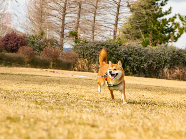 【0.1秒の表情を逃さない】愛犬の最高の瞬間を一生の宝物に