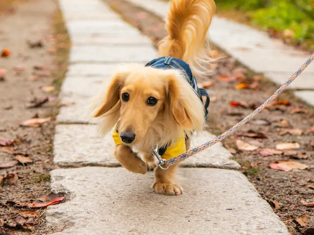 【0.1秒の表情を逃さない】愛犬の最高の瞬間を一生の宝物に