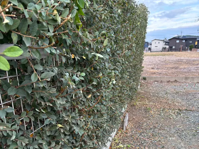 庭木のお手入れおまかせください！◎お見積もり・ご相談無料◎サービスの画像