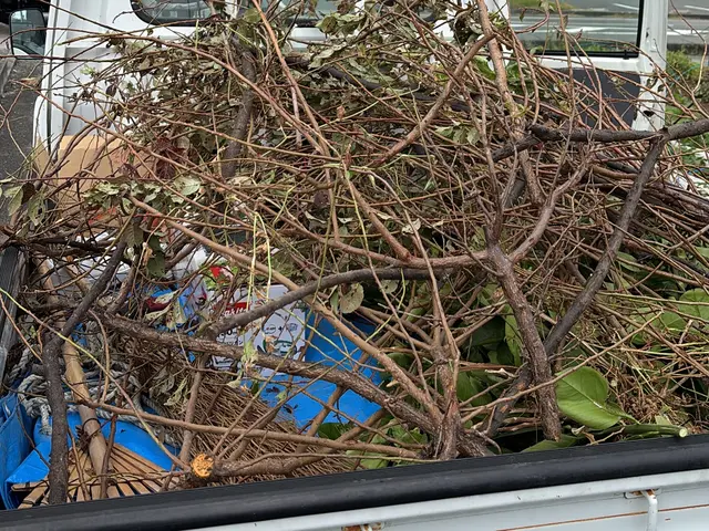 庭木のお手入れおまかせください！◎お見積もり・ご相談無料◎サービスの画像