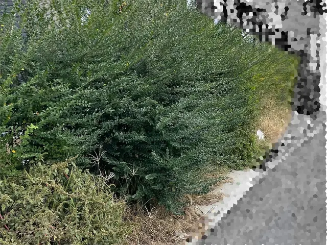 5年の実績と馬力が自慢！予算に合わせて丁寧に提案する安心の出張お手入れサービスサービスの画像