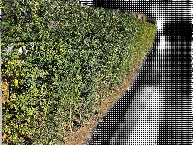 5年の実績と馬力が自慢！予算に合わせて丁寧に提案する安心の出張お手入れサービスサービスの画像