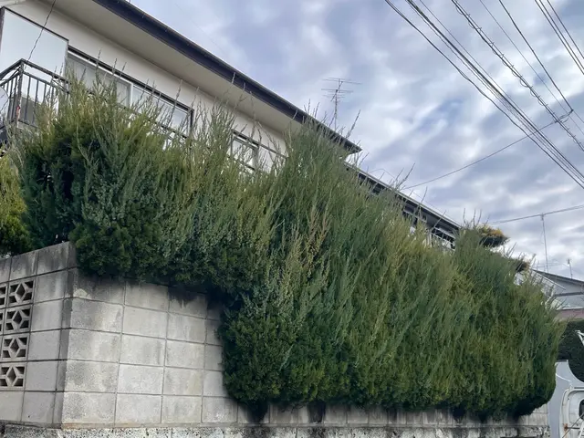 印象を高める景観管理剪定。美しい姿に仕上げます。サービスの画像