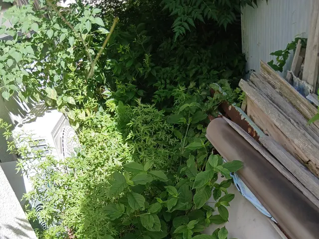 煩わしい草むしりをします。サービスの画像