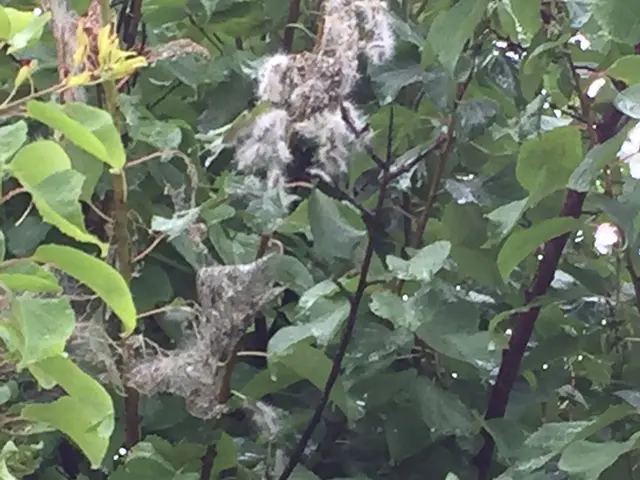 【地域密着・土曜も営業！】経験豊富な庭師による丁寧な駆除作業◆損保加入済サービスの画像