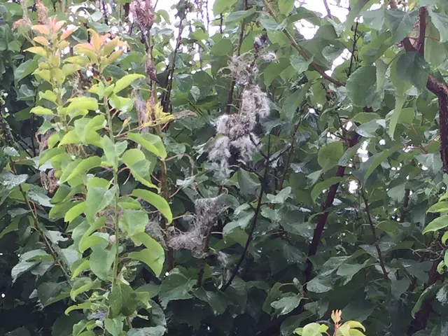 【地域密着・土曜も営業！】経験豊富な庭師による丁寧な駆除作業◆損保加入済サービスの画像