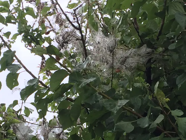 【地域密着・土曜も営業！】経験豊富な庭師による丁寧な駆除作業◆損保加入済サービスの画像