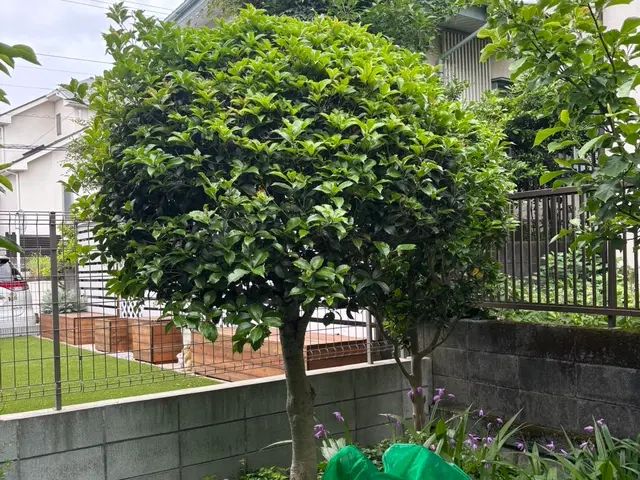 『お客様の理想を叶える！丁寧な作業と徹底清掃で圧倒的お客様満足度！』サービスの画像