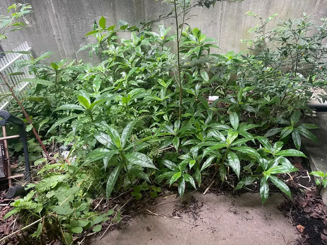 草むしり　除草作業サービスの画像