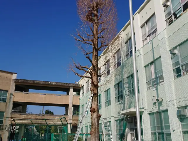 庭木の剪定、剪定ゴミ回収など。一級造園技能士、農薬管理指導士取得☆[業歴15年]サービスの画像