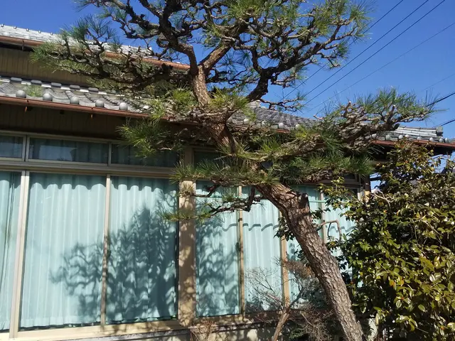 庭木の剪定、剪定ゴミ回収など。一級造園技能士、農薬管理指導士取得☆[業歴15年]サービスの画像