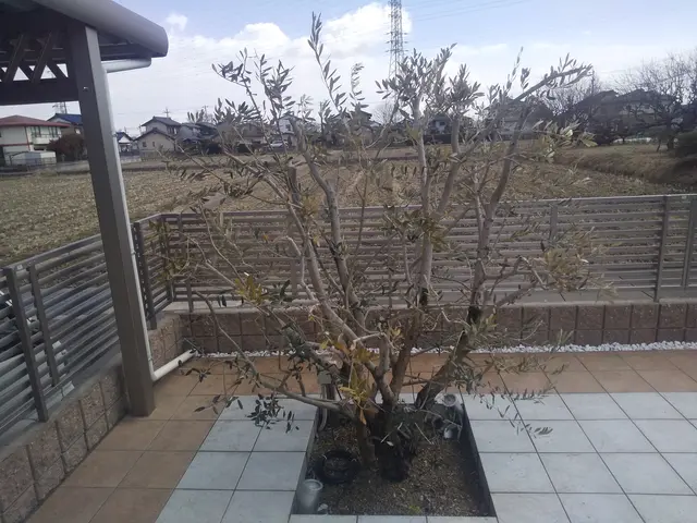 庭木の剪定、剪定ゴミ回収など。一級造園技能士、農薬管理指導士取得☆[業歴15年]サービスの画像