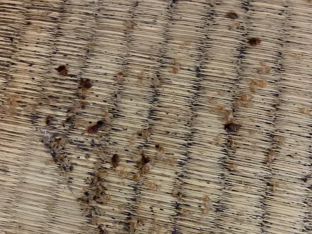 【大阪府知事登録業者】 ★安心の1年保証★現在駆除率100％●完全自社施工店●サービスの画像